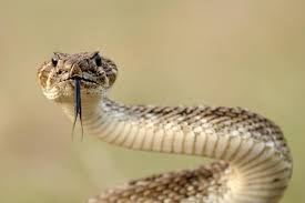 diamondback rattlesnake