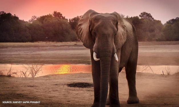 Pachyderms Petition GOP to Drop Party’s Elephant Symbol