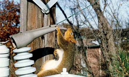 Trump Warns That “Insane” Gun Control Law Will Allow Squirrels to Proliferate Endangering the Nation’s Air Conditioning